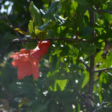 Ecolive Ayios Epiphanios