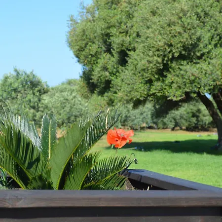 Ecolive * Ayios Epiphanios