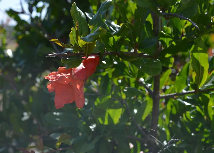 Ecolive Ayios Epiphanios