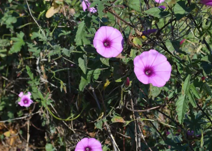 Case de vacanță Ecolive Ayios Epiphanios