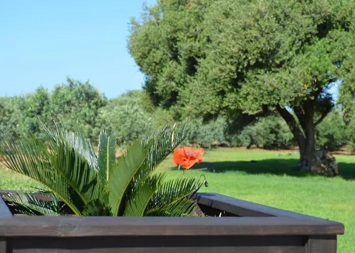 Ecolive * Ayios Epiphanios